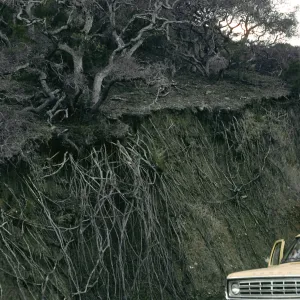 Oak roots, Willows Canyon, Santa Cruz Island