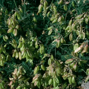 Astragalus trichopodus var. lonchus, Near Christy Ranch, Santa Cruz Island