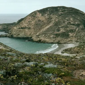 Dudleya(liveforevers), , Eriogonum (wild buckwheat), Astragalus (lockweed, milk vetch) , Secret Cove, Harris Point, San Miguel Island
