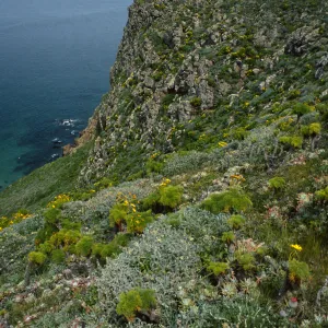 Hoffmann Point, San Miguel Island