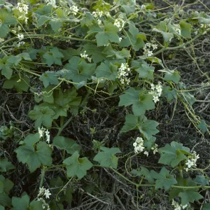 Marah macrocarpus, Above Cuyler Harbor, San Miguel Island