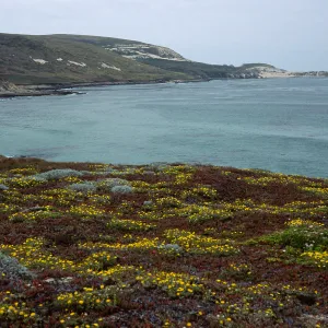Malacothriz incana, Just west of Range Marker Beach, San Miguel Island