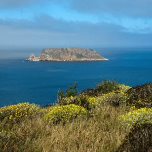 Malacothrix incana, View of Prince Island, San Miguel Island