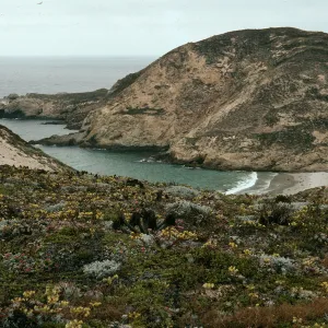 Dudleya, Eriogonum, Astragalus, Secret Cove, Harris Point, San Miguel Island