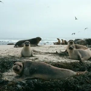 Elephant Seals, Point Bennett, San Miguel Island