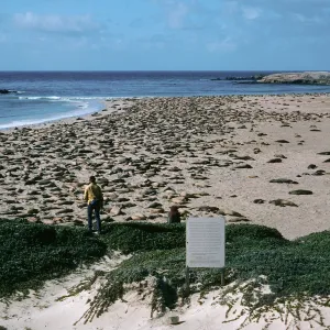 Elephant Seals, Point Bennett, San Miguel Island