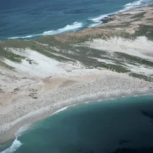 Pinnipeds, Point Bennett, San Miguel Island