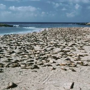 Elephant Seals, Point Bennett, San Miguel Island