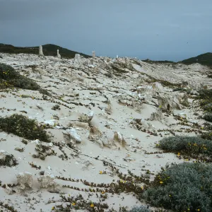 Caliche, Dunes above end of Simonton Cove, San Miguel Island