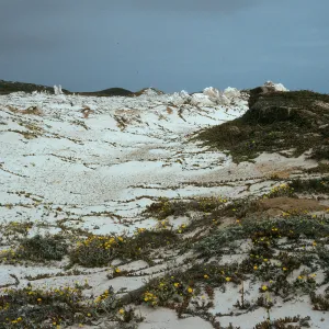Caliche, Malacothrix incana, near Range Pole Canyon, San Miguel Island