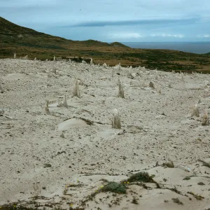 Caliche Forest, West of San Miguel Peak, San Miguel Island