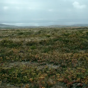Dudleya greenei, Trail to San Miguel Peak, San Miguel Island