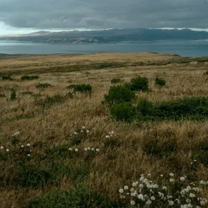 Agoseris, View of Santa Rosa Island, Trail east of San Miguel Peak, San Miguel Island
