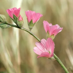 Sidalcea malviflora, Willow Canyon, San Miguel Island