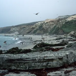 Sea gulls, Bath Beach, San Miguel Island