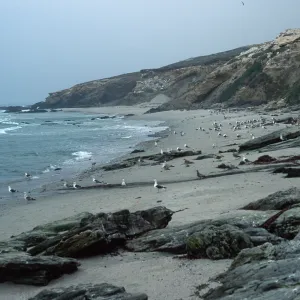 Sea Gulls, Bath Beach, San Miguel Island