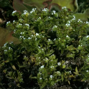 Cryptantha maritima, Signal Peak