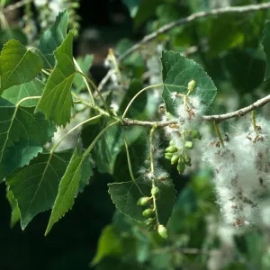 Populus fremontii, Paradise Road