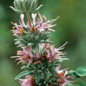 Salvia leucophylla (Purple Sage), San Roque Canyon