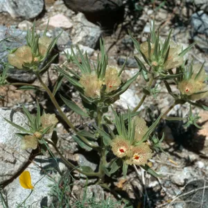 Mohavea confertiflora, Berdoo Canyon Road, Joshua Tree National Park