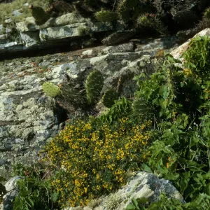 Lotus dendroideus traskiae, Δ Pebble, San Clemente Island
