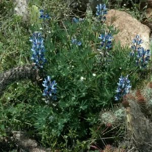 Lupinus guadalupensis, Base of El Point Grade, San Clemente Island