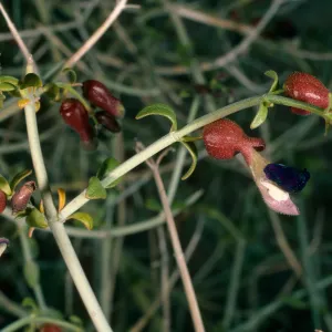 Salazaria mexicana, Granite Pass, Providence Mountains