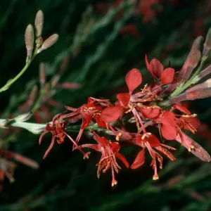 Gaura coccinea, Vulcan Mine, Providence Mountains