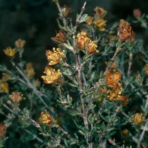 Coleogyne ramosissima, Granite Pass, Providence Mountains