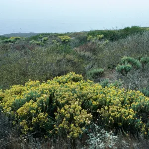 Haplopappus ericoides, Montaña de Oro
