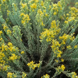 Haplopappus ericoides, Pecho Valley Road, Montaña de Oro