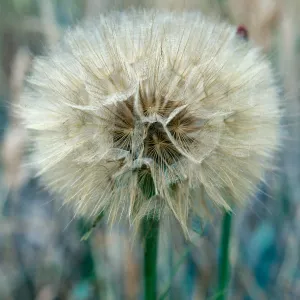Tragopogon porrifolius, 1140 Tunnel Road