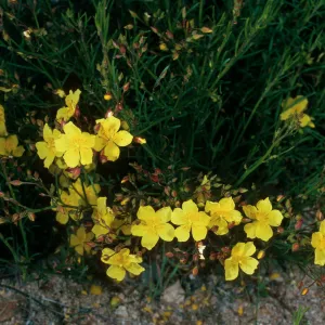 Helianthemum scoparium, Toro Canyon County Park