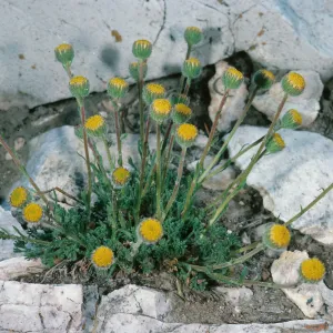 Erigeron compositus, Patriarch Grove, White Mountains