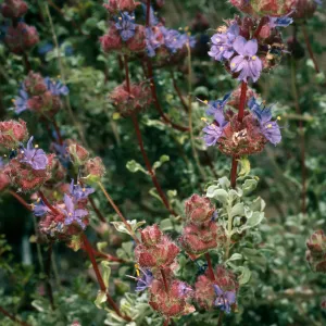 Salvia (Sage) dorrii, Wildhorse Canyon Road, Providence Mountains