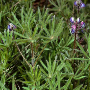 Lupinus bicolor, Cape Canyon, Santa Catalina Island