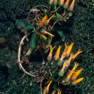 Dudleya cymosa marescens, SJ-1371A, Cotharin Road, Yerba Buena, Santa Monica Mountains
