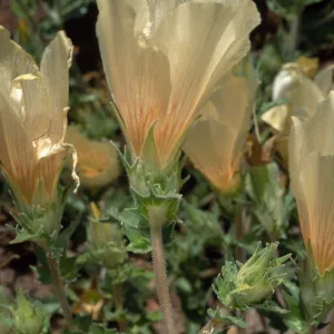 Mentzelia involucrata, North of Pass, Joshua Trees