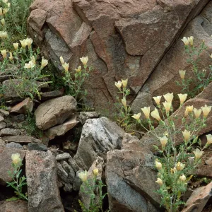Mentzelia involucrata, North of Pass, Joshua Tree