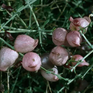 Salazaria mexicana in fruit, Jumbo Rocks, Joshua Tree