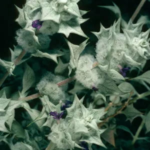 Salvia funerea (Death Valley Sage), Titus Canyon, Death Valley