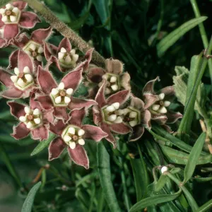 Sarcostemma cynanchoides, Borrego Palm Canyon