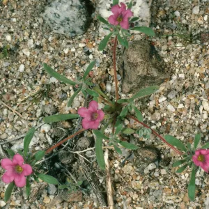 Nama demissum, Borrego Palm Canyon