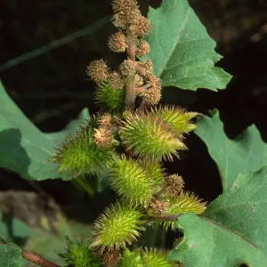 Xanthium strumarium, Cherry Cove, Santa Catalina Island