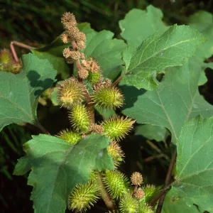 Xanthium strumarium, Cherry Cove, Santa Catalina Island