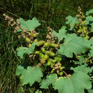 Xanthium strumarium, Cherry Cove, Santa Catalina Island