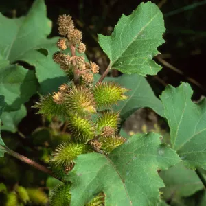 Xanthium strumarium, Cherry Cove, Santa Catalina Island