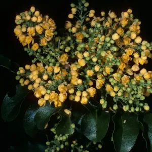 Mahonia pinnata insularis (=berberidis), Santa Barbara Botanic Garden
