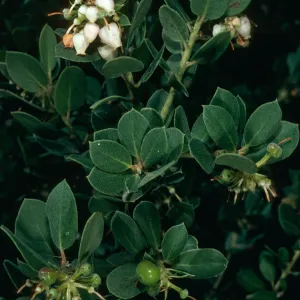 Arctostaphylos morroensis, Santa Barbara Botanic Garden