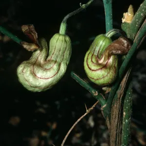 Aristolochia californica, Santa Barbara Botanic Garden, Campbell Trail